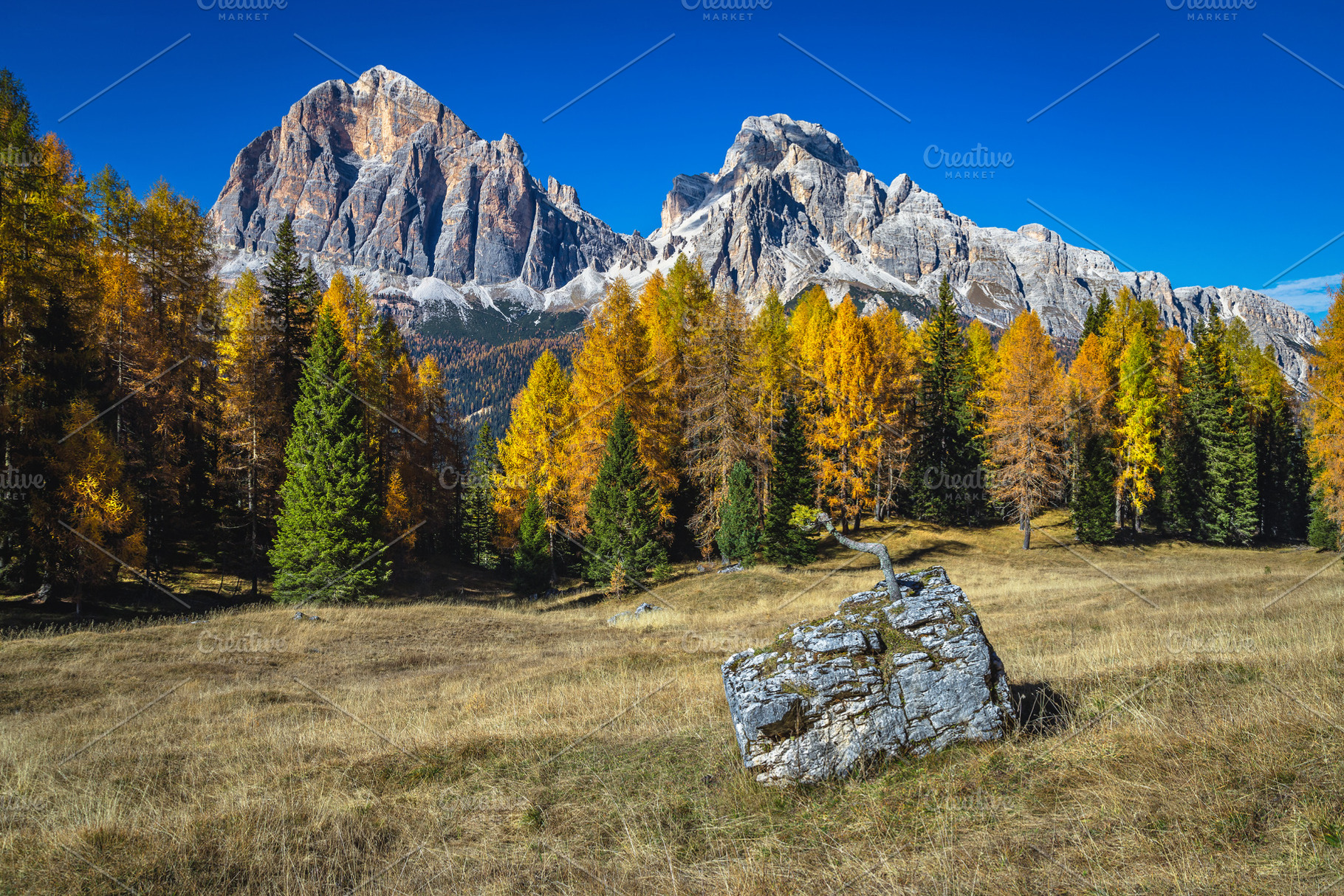 Autumn larch forest in Dolomites, a Nature Photo by Alpine Dreams