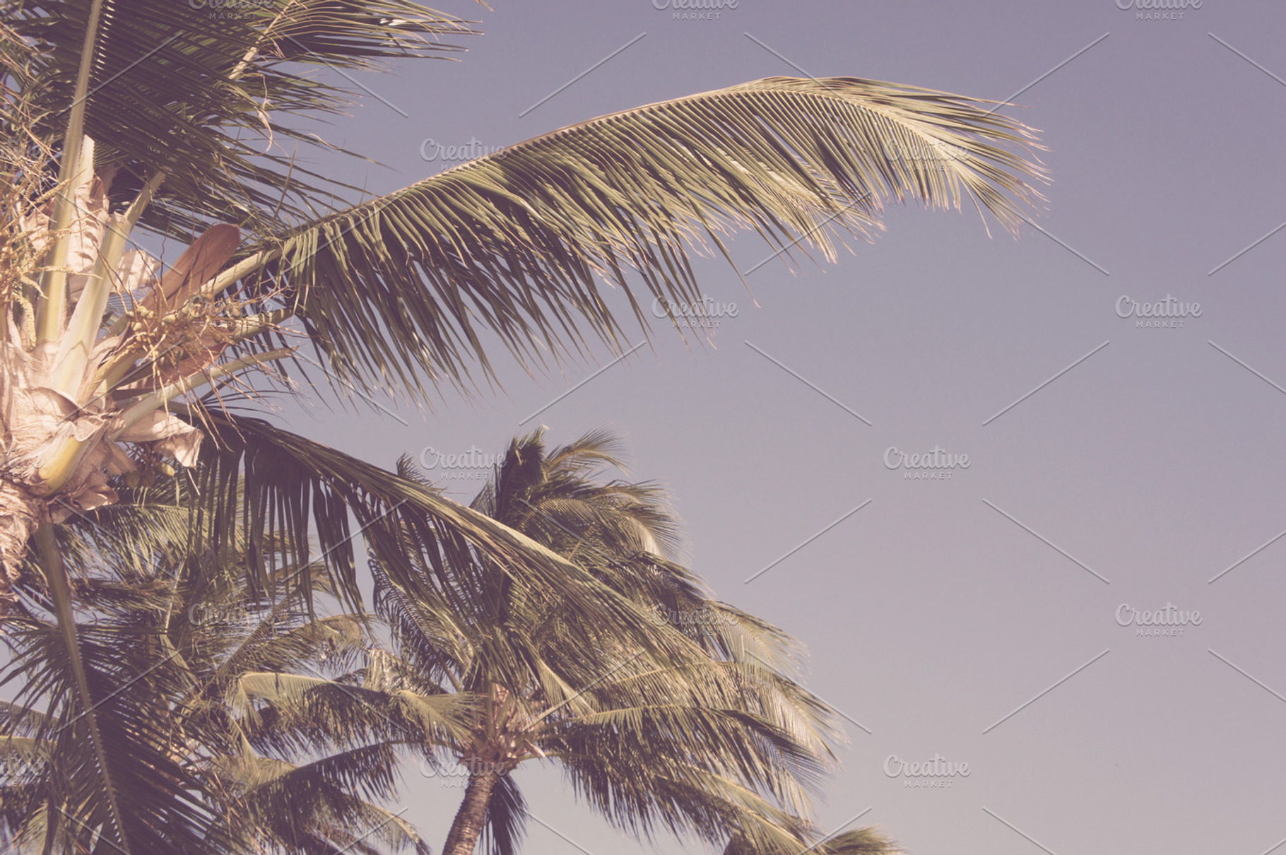 Hawaiian Palms