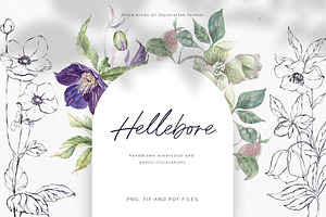 Hellebore. Pencil and watercolor