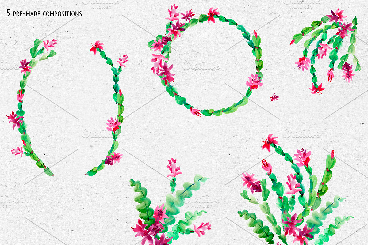 Watercolor Thanksgiving cactus, an Illustration by Belusuab (Photo 3 of 14)