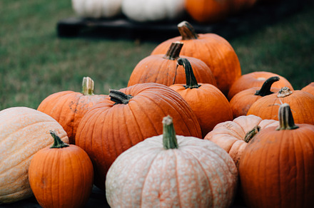 Fall Pumpkin Patch Halloween 1, a Holiday Photo by Nine Photography