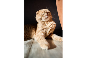 Relaxed ginger cat rests peacefully, an Animal Photo by IlliaBondarPhotography