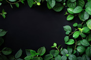 99 Frames of green leaves, a Nature Photo by Handmadefont (Thumbnail 89 of 100)