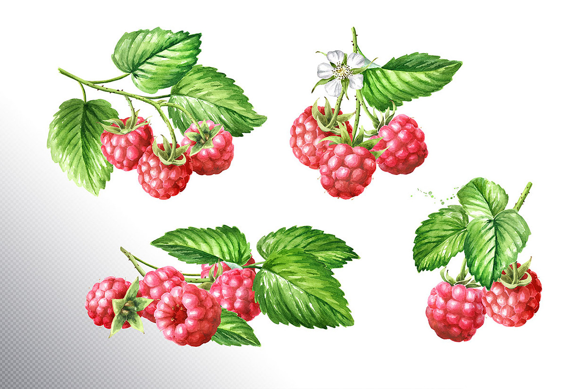 Summer Raspberries. Watercolor set, a Food Illustration by Daria Ustiugova (Photo 13 of 26)