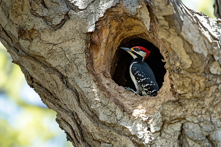 Woodpecker bird sitting in a hollow of tree trunk, an Animal Photo by AlyaAnd