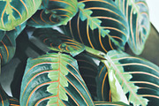 Tropic | Tropical Green Photo Bundle, a Nature Photo by MDSN Design (Thumbnail 15 of 16)