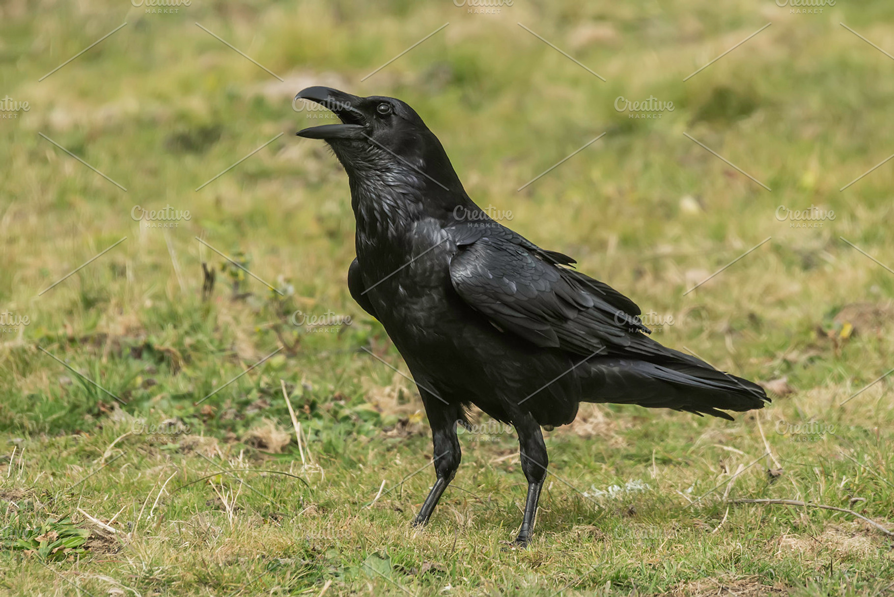 Corvus corax featuring animal, bill, and bird, an Animal Photo by Nat