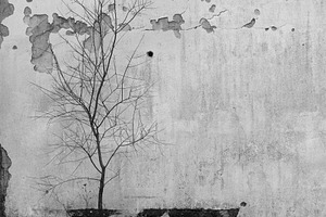 bare tree branches weathered wall, a Nature Photo by sirylok