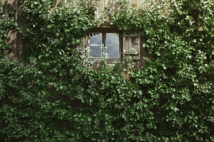 Apple Window