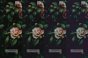 Fuji FP 100C, a Preset Add-On by colorituals (Thumbnail 2 of 9)