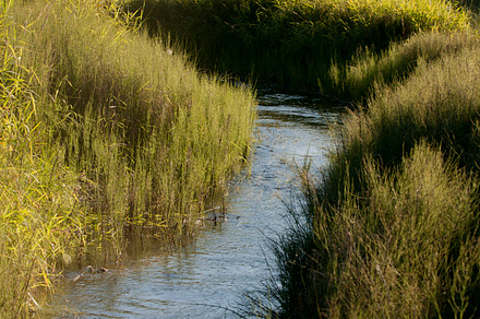 River In The Forest Containing Forest Birch And Tree preview 5