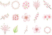 Watercolor Sakura Blossoms Clipart, an Illustration by Designking (Thumbnail 2 of 5)