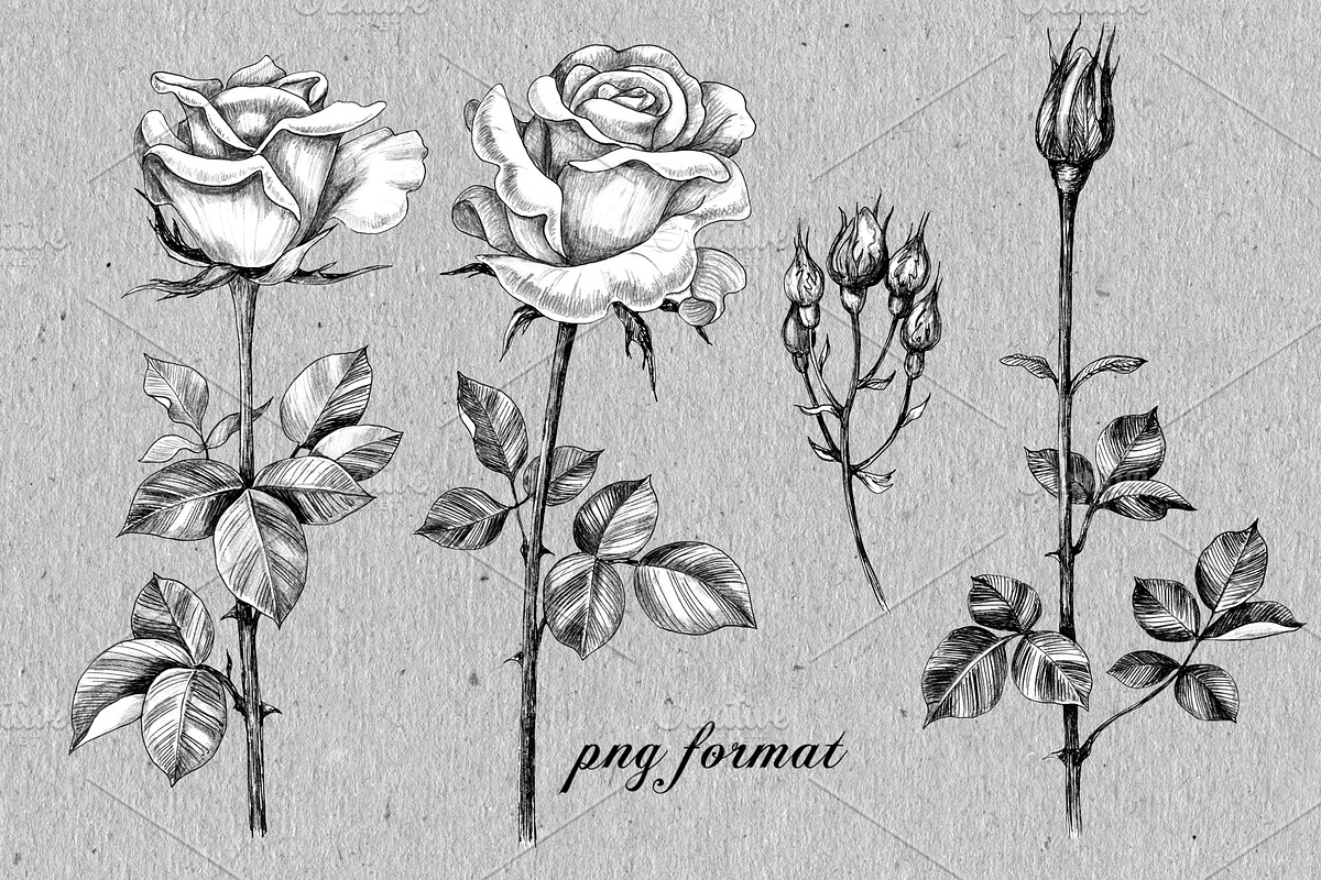 Elegant Roses Arrangements, a Decorative Illustration by Valentyna Smordova (Photo 4 of 13)