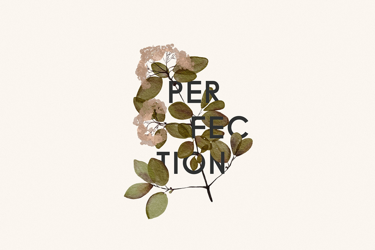 Herbarium: Pressed Dry Flowers vol.1, a Decorative Illustration by AnaPierceArt (Photo 2 of 12)