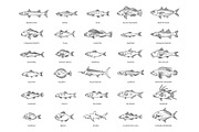 Saltwater fish set, an Animal Illustration by Tettygreen (Thumbnail 1 of 3)