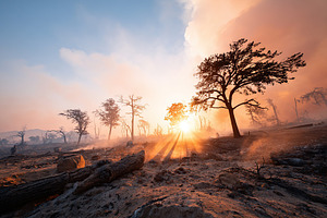 Forest regeneration after wildfire reveals scorched trees and golden sunlight i, a Nature Photo by AlyaAnd