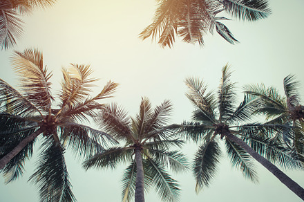 Coconut palm trees containing coconut, tree, and palm, a Nature Photo by Casanowe-studio