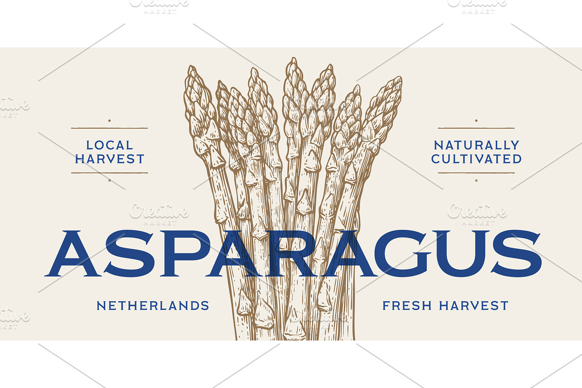 Asparagus, sketch organic vegetable, a Food Illustration by Foxys Graphic