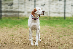 White and orange English Pointer dog, an Animal Photo by AlexBush
