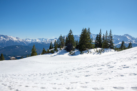 Snowy landscape with evergreen trees