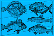 Vintage Fish Collection - vol1, an Animal Illustration by Leitmotif (Thumbnail 3 of 4)