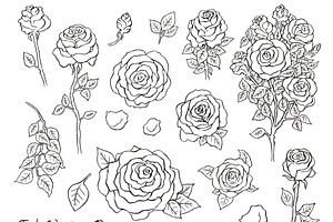 Set Of Vector Roses