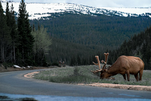 Rocky Mountains | Elk