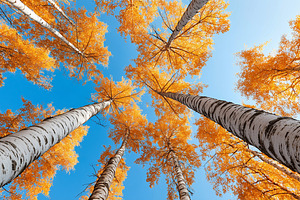 Stunning autumn view of tall birch, a Nature Photo by MistyDay