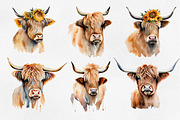 Highland cow, Highland cow 25 PNG, an Animal Illustration by Illustrator Space (Thumbnail 3 of 6)