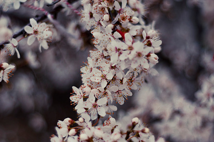 Grassy Image For Your Website preview 5