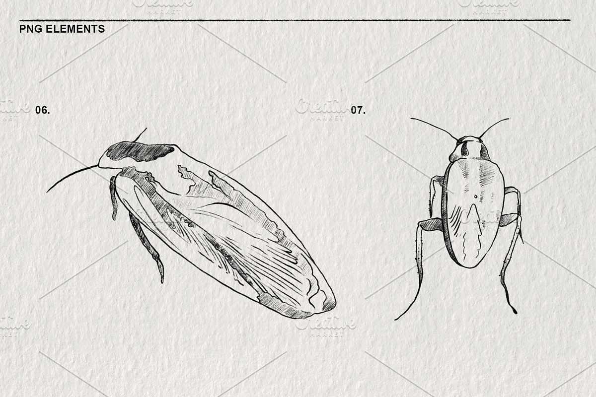 Pencil sketches of insects PNG., an Animal Illustration by LOKSKIH (Photo 5 of 5)