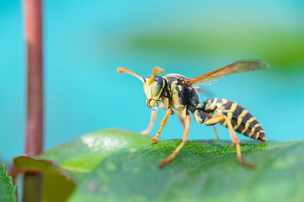 The wasp is sitting on green leaves., an Animal Photo by AlexBush