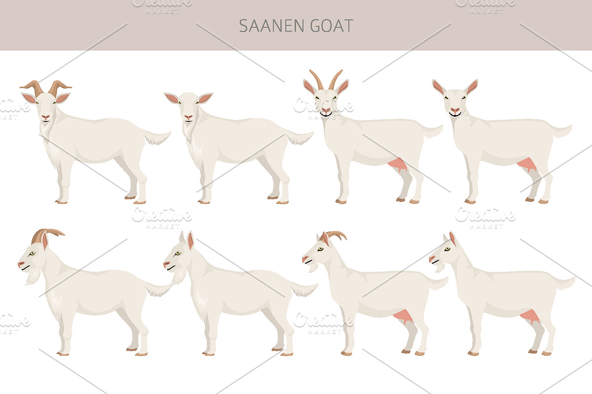 Saanen Goat, an Animal Illustration by pet design shop (Photo 2 of 5)