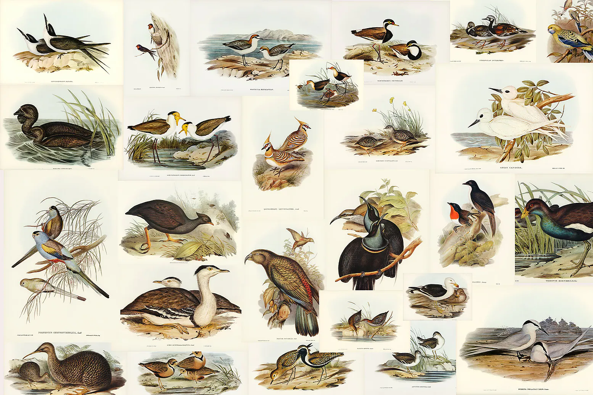 300+ The Birds of Australia, an Animal Illustration by Digital Museum (Photo 10 of 15)