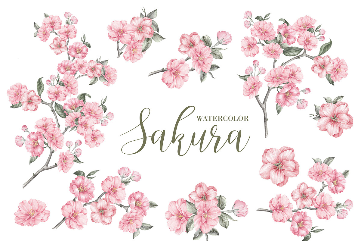 Sakura cherry blossom watercolor PNG, an Illustration by Kotkoa (Photo 1 of 8)