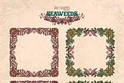 Seaweeds, an Object Illustration by Ink Stories (Thumbnail 11 of 24)