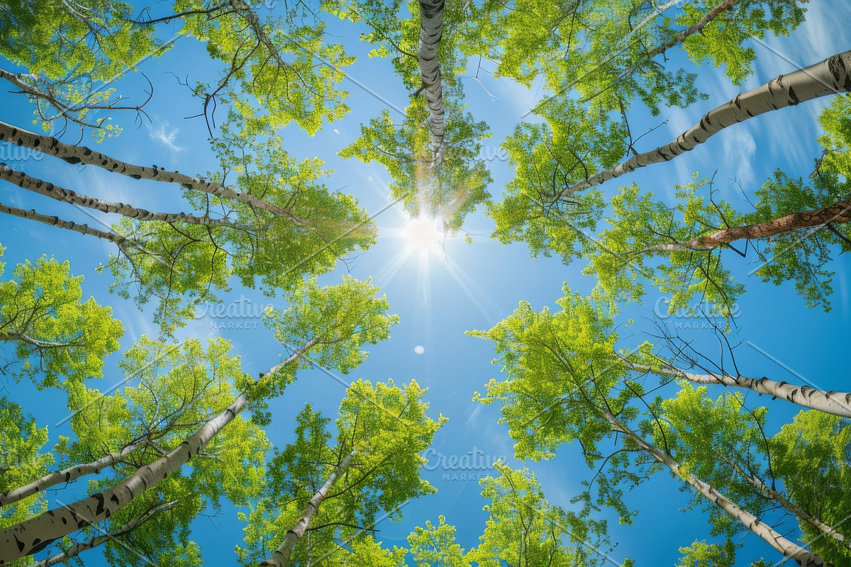 98 Trees view from below, a Nature Photo by Handmadefont (Photo 80 of 98)