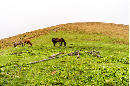 A herd of horses grazing in a meadow
