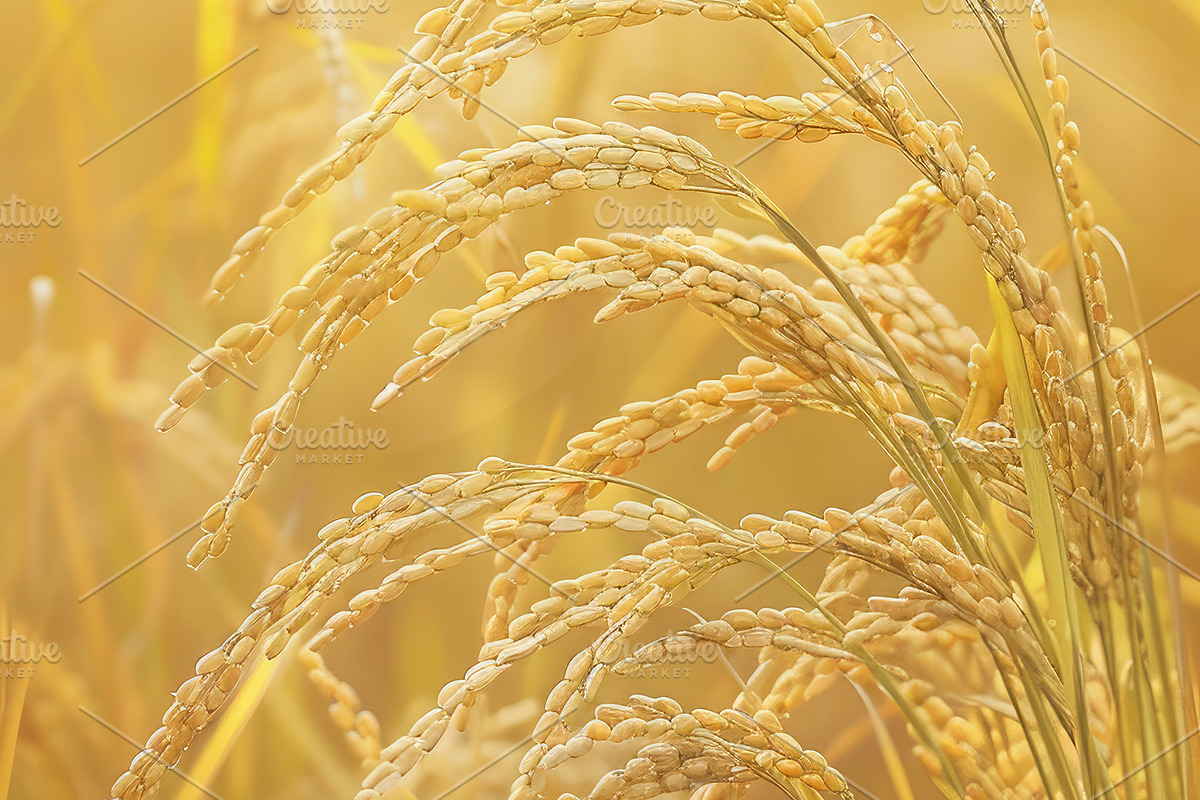 Golden Rice Field at Sunset, a Photo by LOGOCREATIVE (Photo 4 of 27)