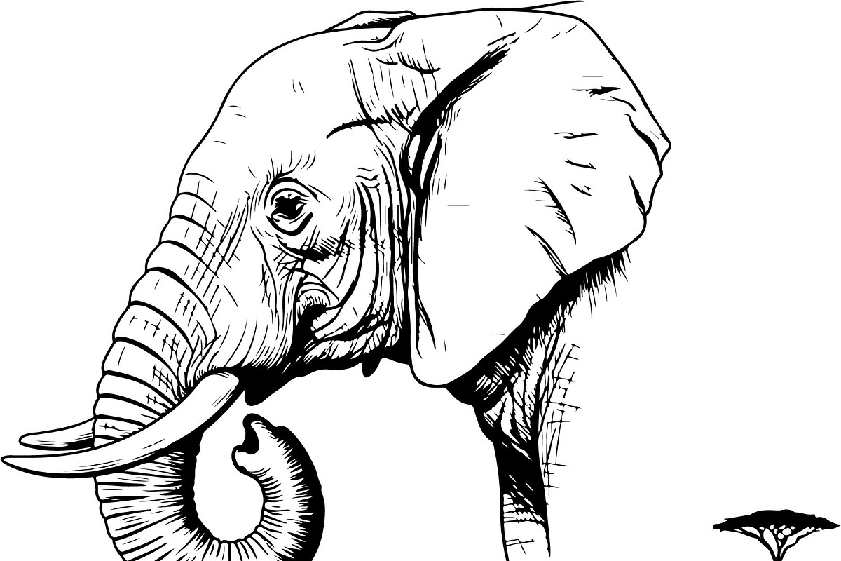Wild Elephant Silhouette Set, an Illustration by jahid234 (Photo 6 of 21)