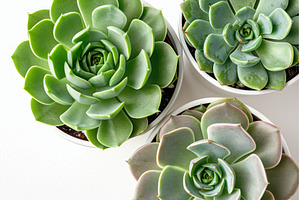 A trio of succulent plants in white, a Nature Photo by Neirfy