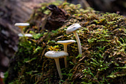 Mushrooms In The Forest Photography, a Nature Photo by Full Circle Design Studio (Thumbnail 20 of 38)
