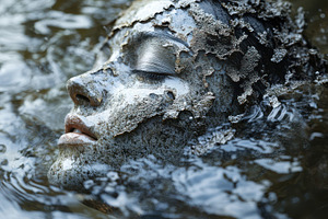 Submerged serenity: a face emerges f, a Background Photo by Pixeness Studio