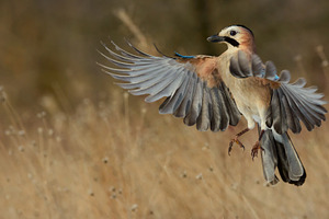 Eurasian Jay in flight in the snow