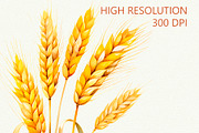 Wheat Watercolor Clipart, an Illustration by Anny Sketches (Thumbnail 5 of 7)