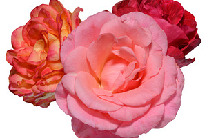 Bouquet of multi-colored roses close-up, isolated background, a Nature Photo by ndanko