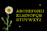 Meliora - Blammix, a Serif Font by Meliora Studio (Thumbnail 9 of 10)
