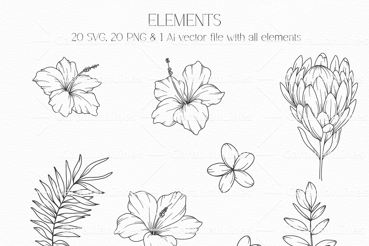 Tropical Plants Line Art, a Seasonal Illustration by CaraulanStore (Photo 6 of 9)