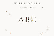 Wildflowers Watercolor Wild Botany, a Decorative Illustration by Kreker Kate (Thumbnail 4 of 11)