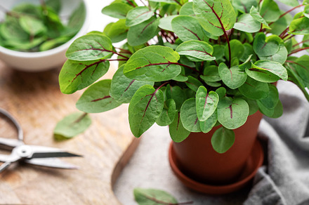 Fresh sorrel microgreens, a Food & Drink Photo by Olena Rudo